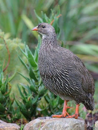 Natal Spurfowl - Cape Town, South Africa