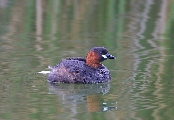 Little Grebe - Cape Town, South Africa.