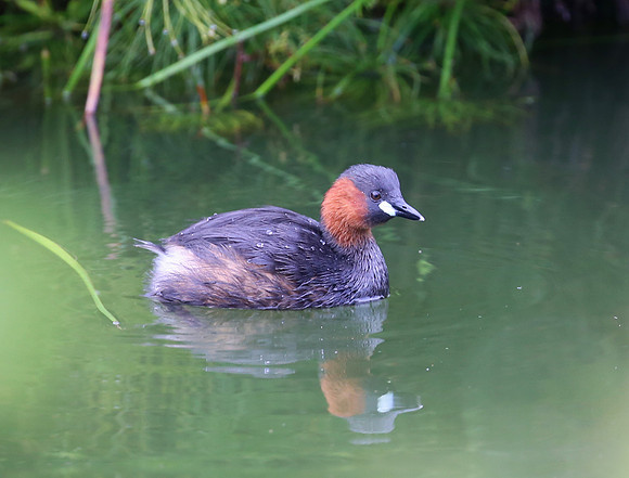 Little Grebe - Cape Town, South Africa.