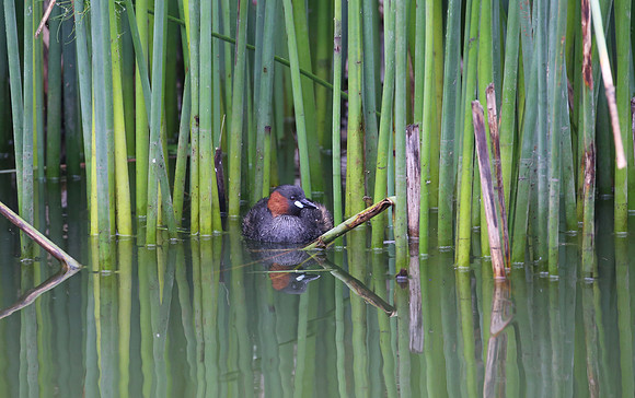 Little Grebe - Cape Town, South Africa.