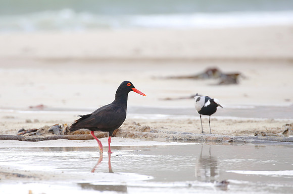African Oystercatcher - Cape Town, South Africa.