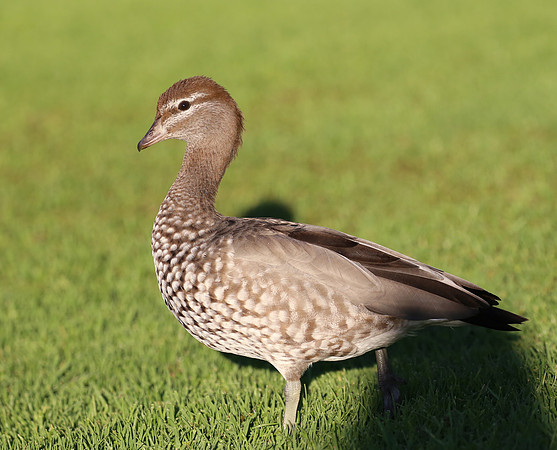 Australian Wood Duck - Sydney, Australia.
