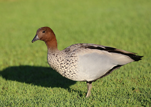 Australian Wood Duck - Sydney, Australia