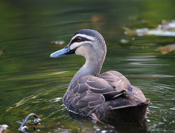 Pacific Black Duck - Sydney, Australia.