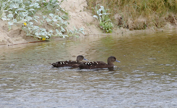 African Black Duck - Cape Town, South Africa