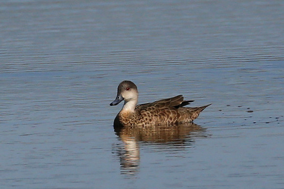 Grey Teal - Pukorokoro Miranda Shorebird Center, New Zealand