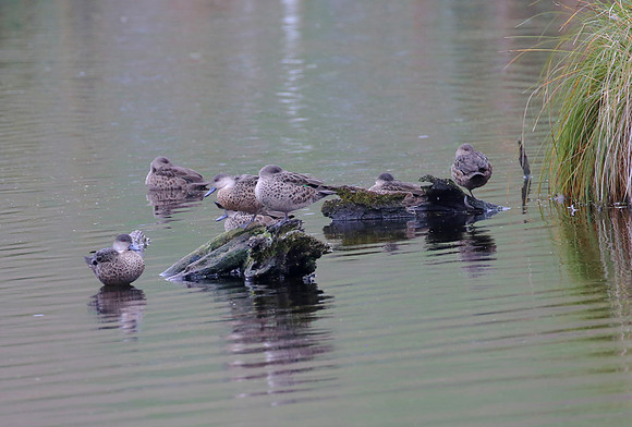 Grey Teal - Pekapeka Wetlands, New Zealand