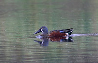 New Zealand Shoveler - Pekapeka Wetlands, New Zealand