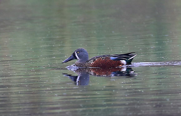 New Zealand Shoveler - Pekapeka Wetlands, New Zealand