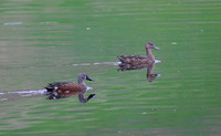 New Zealand Shoveler - Pekapeka Wetlands, New Zealand