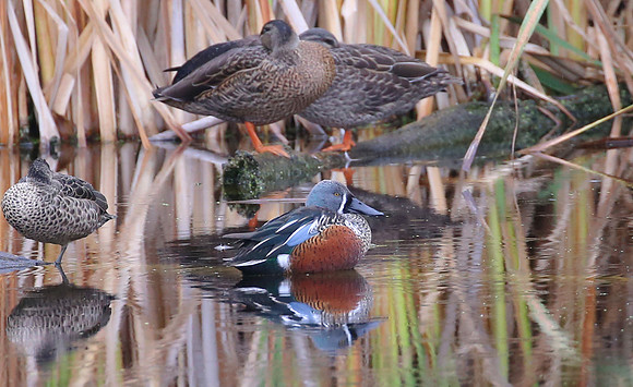 New Zealand Shoveler - Pekapeka Wetlands, New Zealand