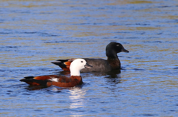 Paradise Shelduck - New Plymouth, New Zealand