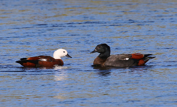 Paradise Shelduck - New Plymouth, New Zealand