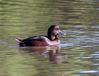 New Zealand Scaup - New Plymouth, New Zealand