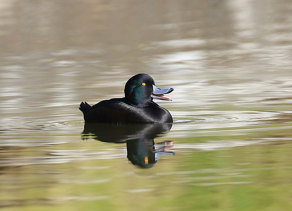 New Zealand Scaup - New Plymouth, New Zealand