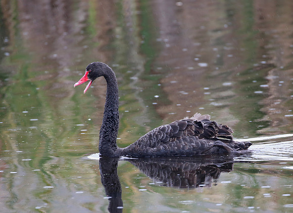 Black Swan - Pekapeka Wetlands, New Zealand