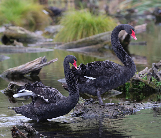 Black Swan - Pekapeka Wetlands, New Zealand