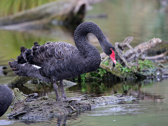 Black Swan - Pekapeka Wetlands, New Zealand