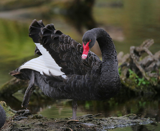 Black Swan - Pekapeka Wetlands, New Zealand