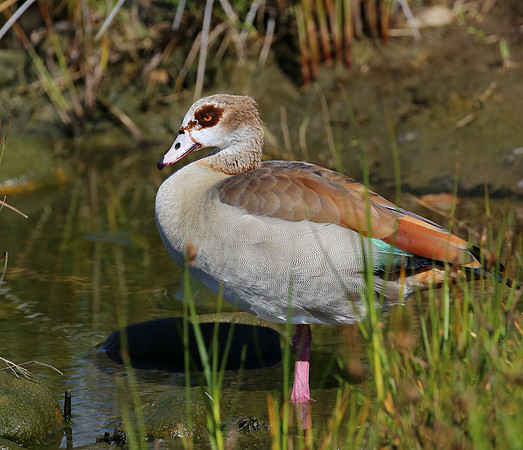 Egyption Goose - Cape Town, South Africa