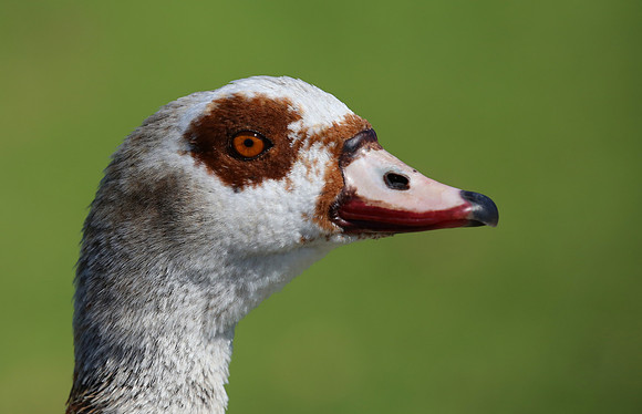 Egyption Goose - Cape Town, South Africa.