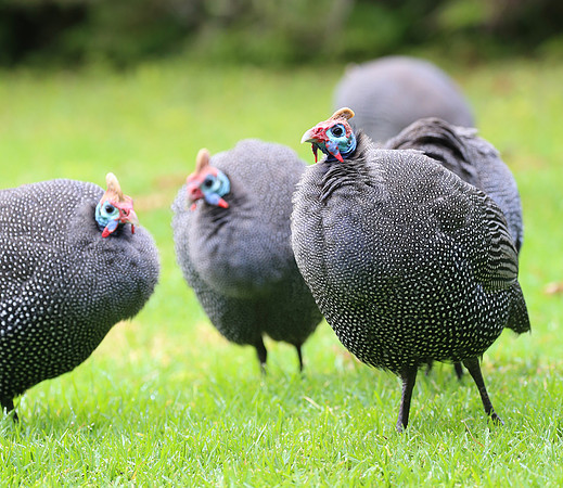 Helmeted Guineafowl - Cape Town, South Africa