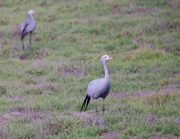 Blue Crane - Cape Town, South Africa