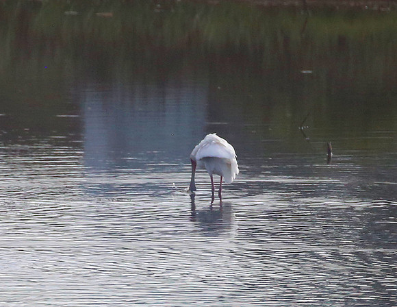 African Spoonbill - Cape Town, South Africa