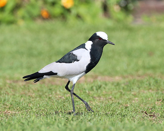 Blacksmith Lapwing - Cape Town, South Africa