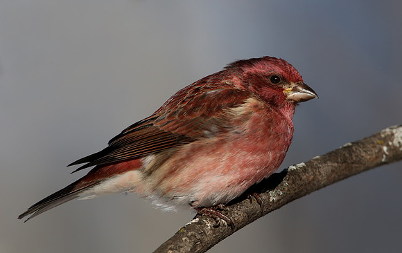 Purple Finch -Sax Zim Bog, MN