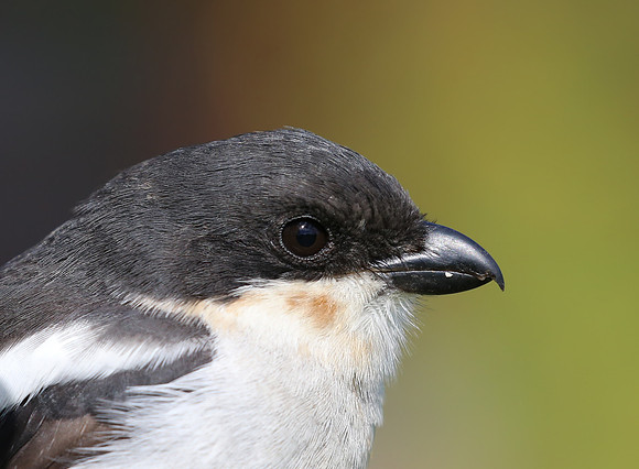 Southern Fiscal - Cape Town, South Africa.