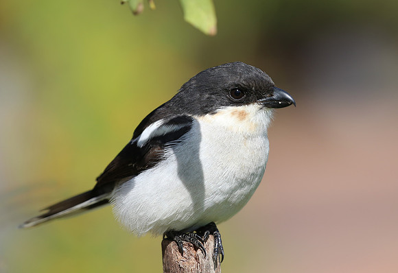 Southern Fiscal - Cape Town, South Africa