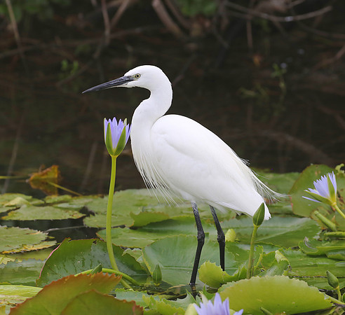 Little Egret - Cape Town, South Africa.  Green Point Park.