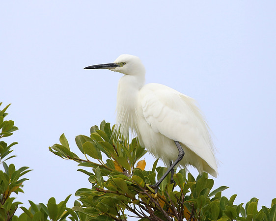 Little Egret - Cape Town, South Africa.