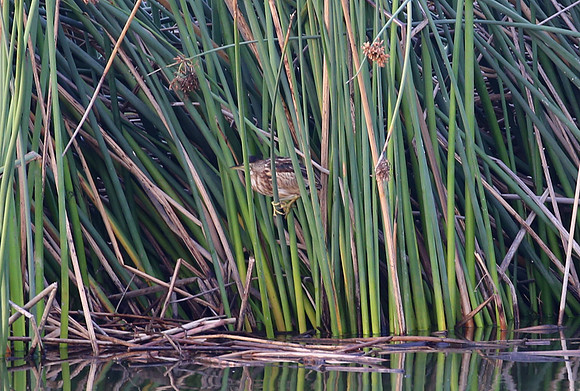 Little Bittern - Cape Town, South Africa.