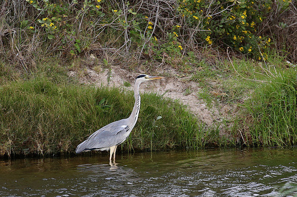 Grey Heron - Cape Town, South Africa