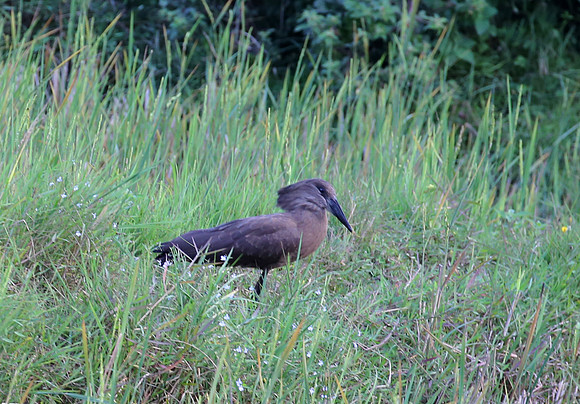 Hammerkop - Moramanga, Madagascar