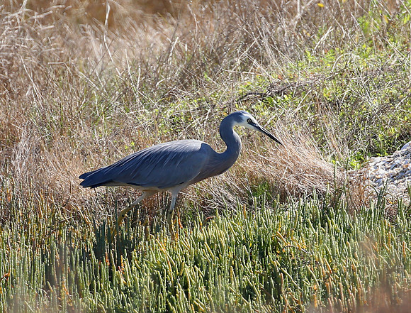 White-faced Heron - Pukorokoro Miranda Shorebird Center, New Zea