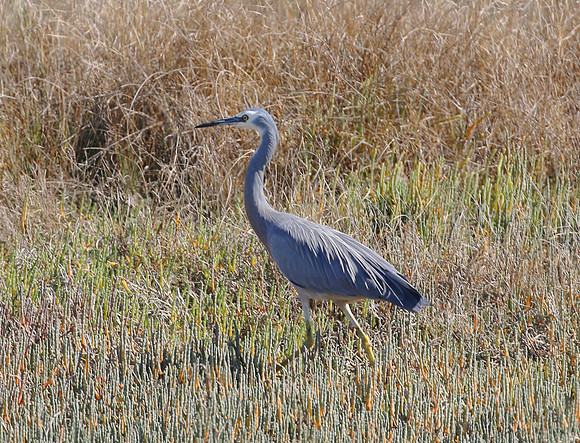 White-faced Heron - Pukorokoro Miranda Shorebird Center, New Zea