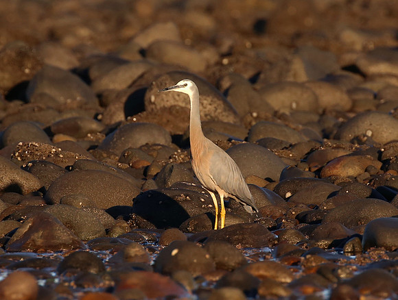 White-faced Heron - New Plymouth, New Zealand