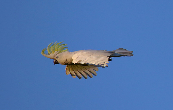 Sulpher-crested Cockatoo - Sydney, Australia.