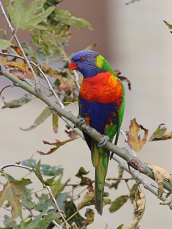 Rainbow Lorikeet - Sydney, Australia.