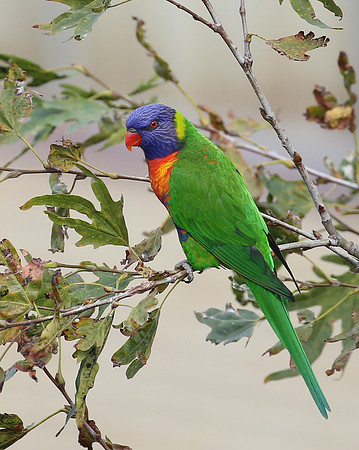 Rainbow Lorikeet - Sydney, Australia.