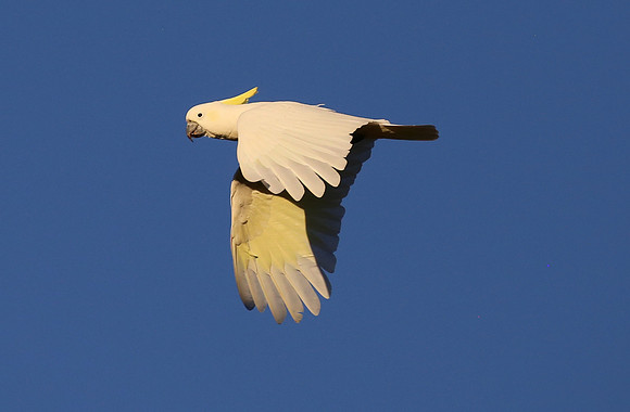 Sulpher-crested Cockatoo - Sydney, Australia.