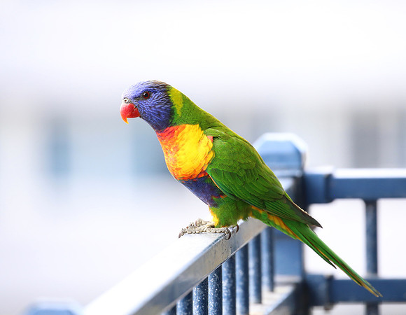 Rainbow Lorikeet - Sydney, Australia.