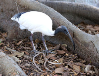 Australian White Ibis - Sydney, Australia.