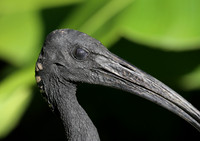Australian White Ibis - Sydney, Australia