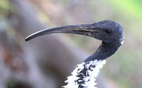Australian White Ibis - Sydney, Australia.