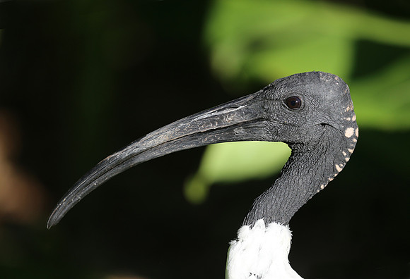 Australian White Ibis - Sydney, Australia.