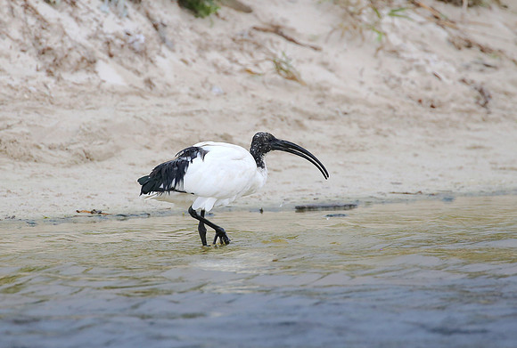 African Sacred Ibis - Cape Town, South Africa.